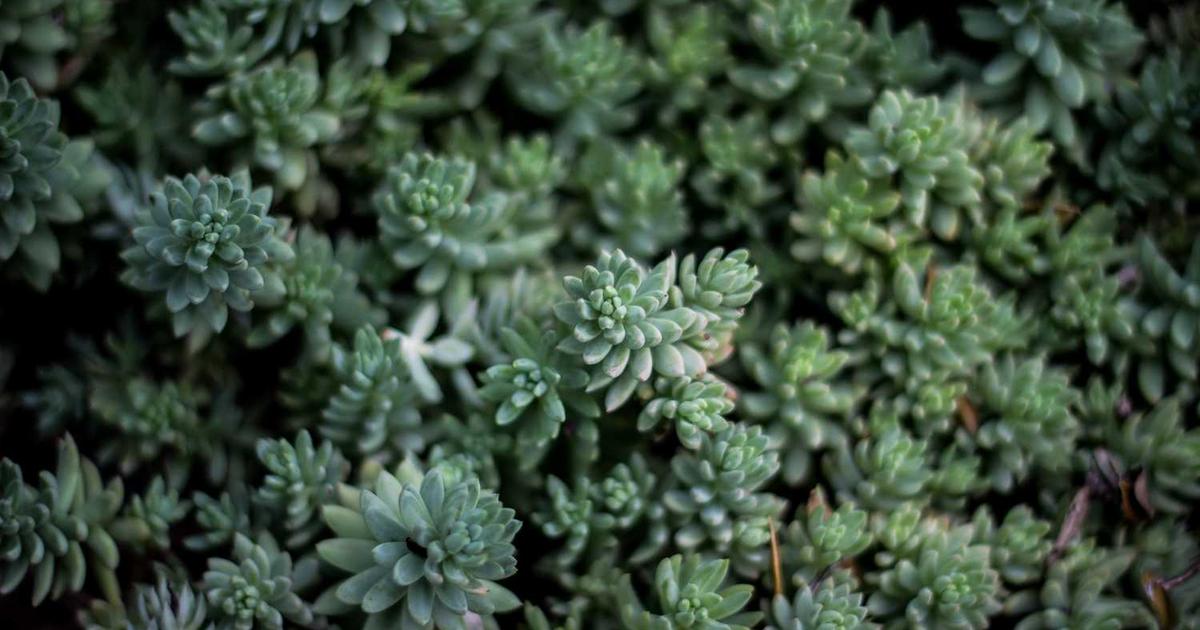 Restaurant manager reviewing invoices